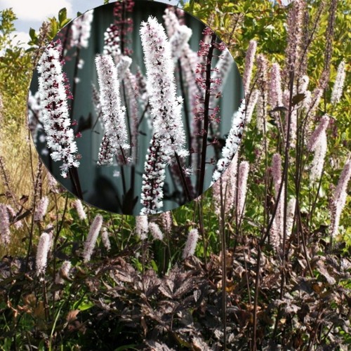 Cimicifuga ramosa 'Brunette' - Haruline lursslill 'Brunette' C2/2L